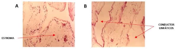 Descripción: C:\scielo\serial\bag\v31n2\markup_xml\img\a4fig4.jpg